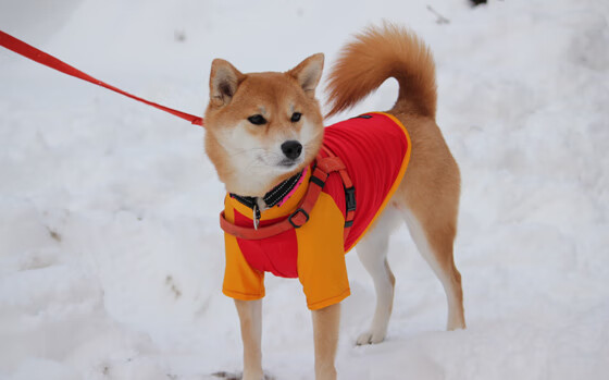 全国男子花剑邀请赛名将争锋，中国男子花剑队成员